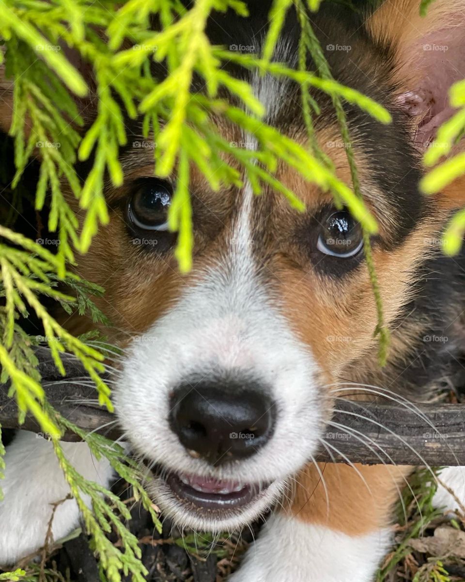 Corgi  puppy in the bushes 