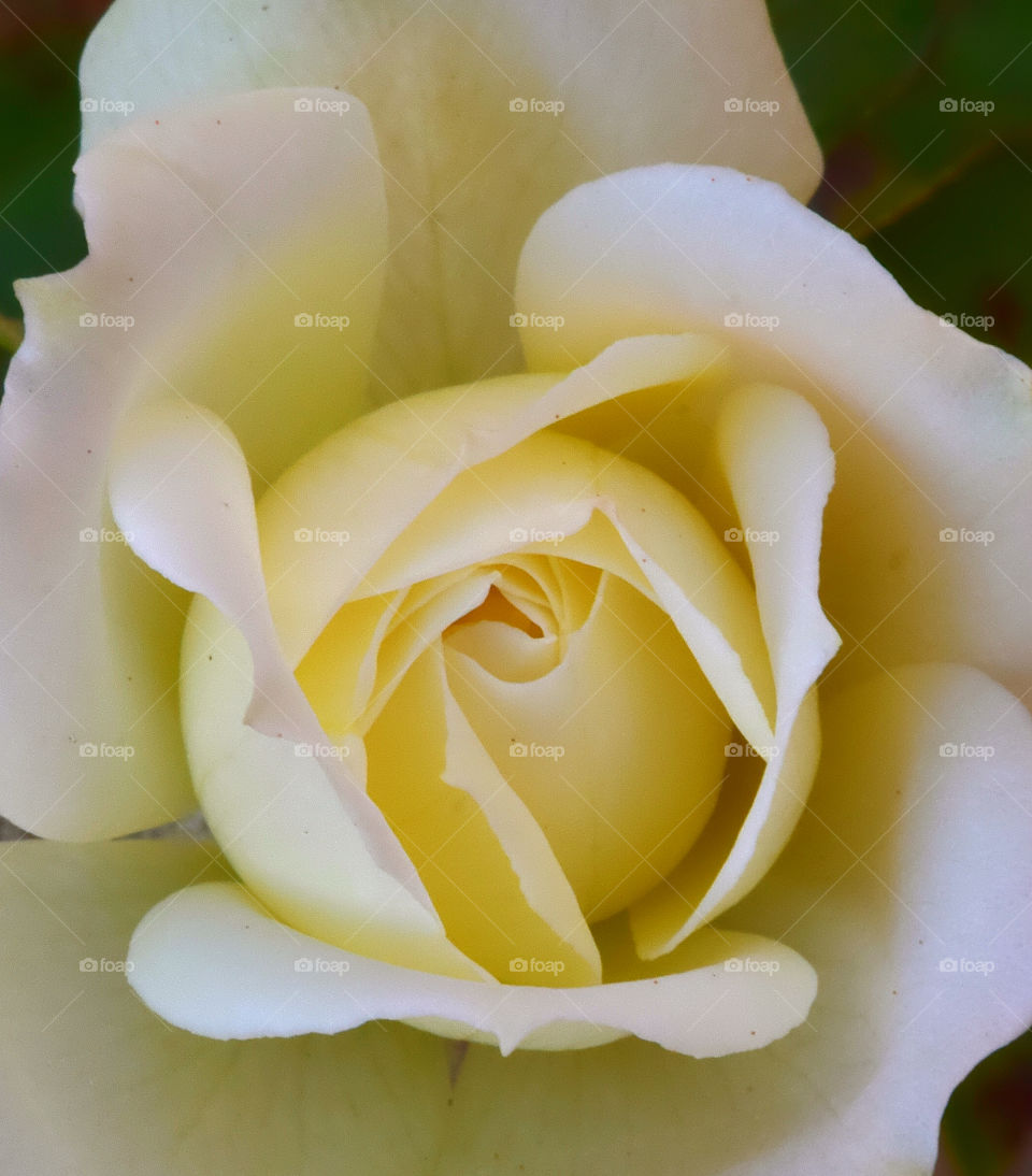 Close-up of rose flower