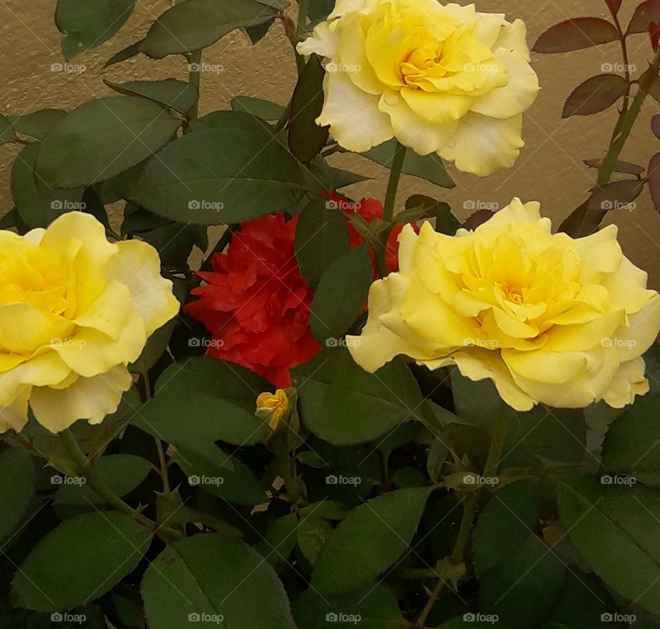 beautiful yellow roses