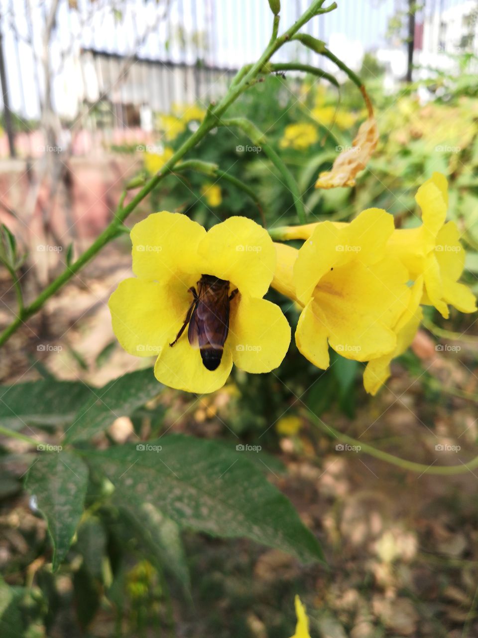 Bee flower