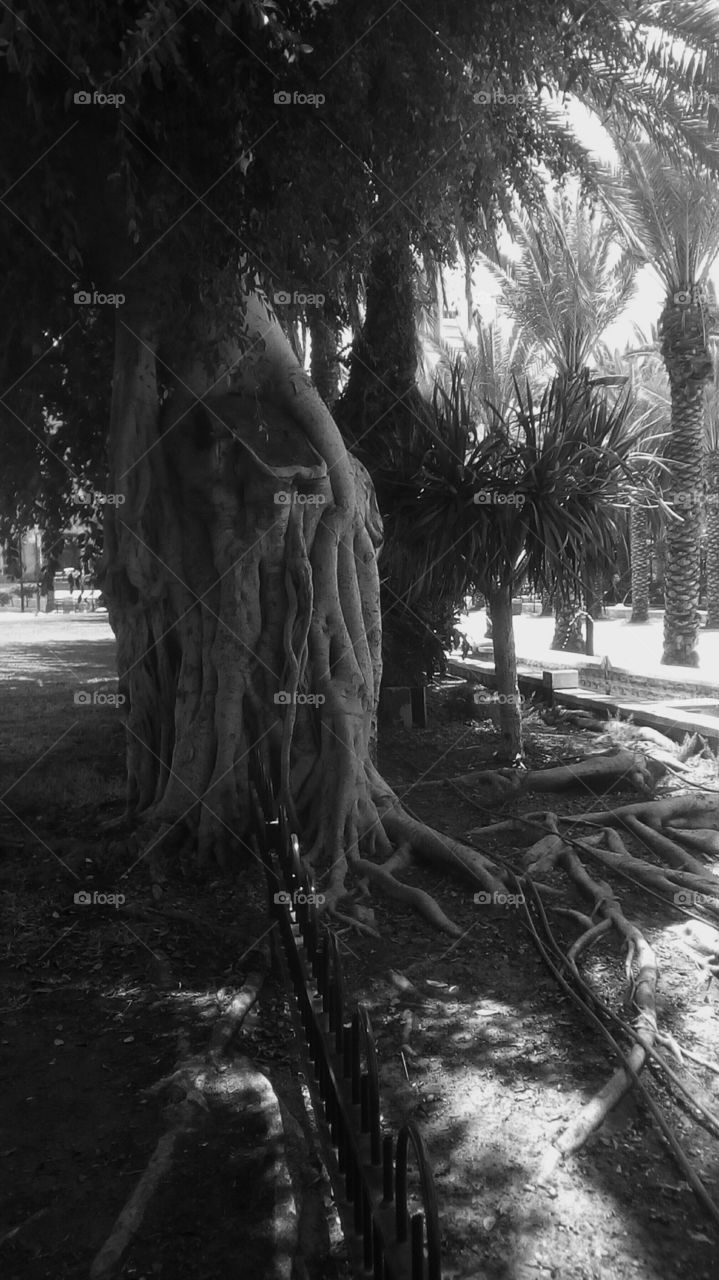 Tropical exotic landscape with diverse
trees