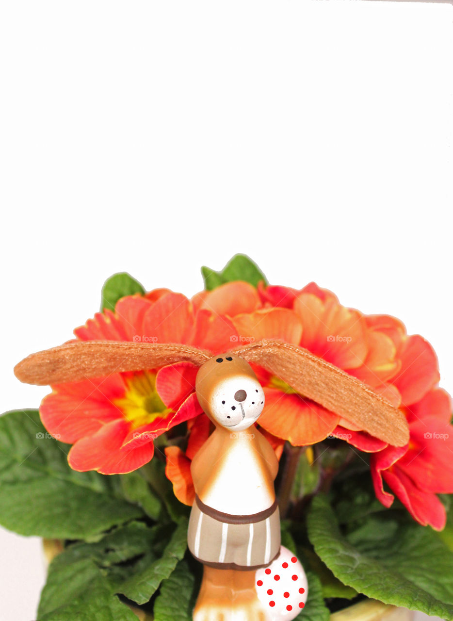 easter bunny in front of red primrose