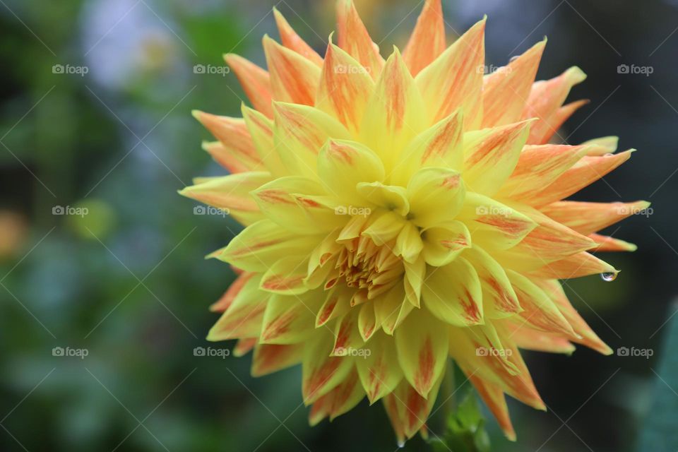 Closeup of a flower 