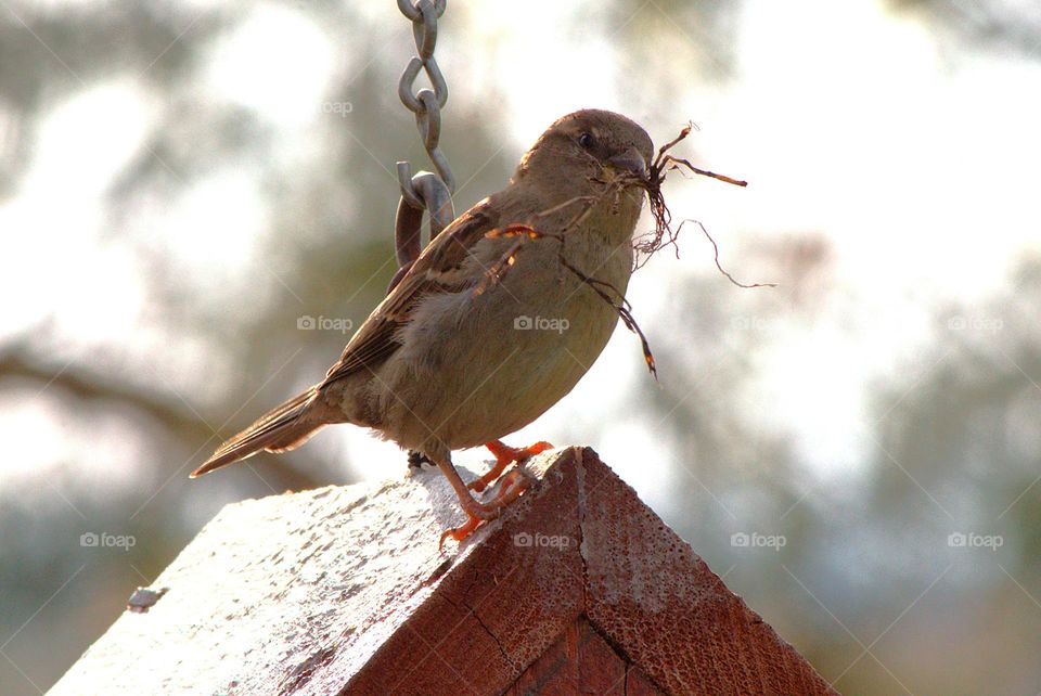 Sparrow with Grass