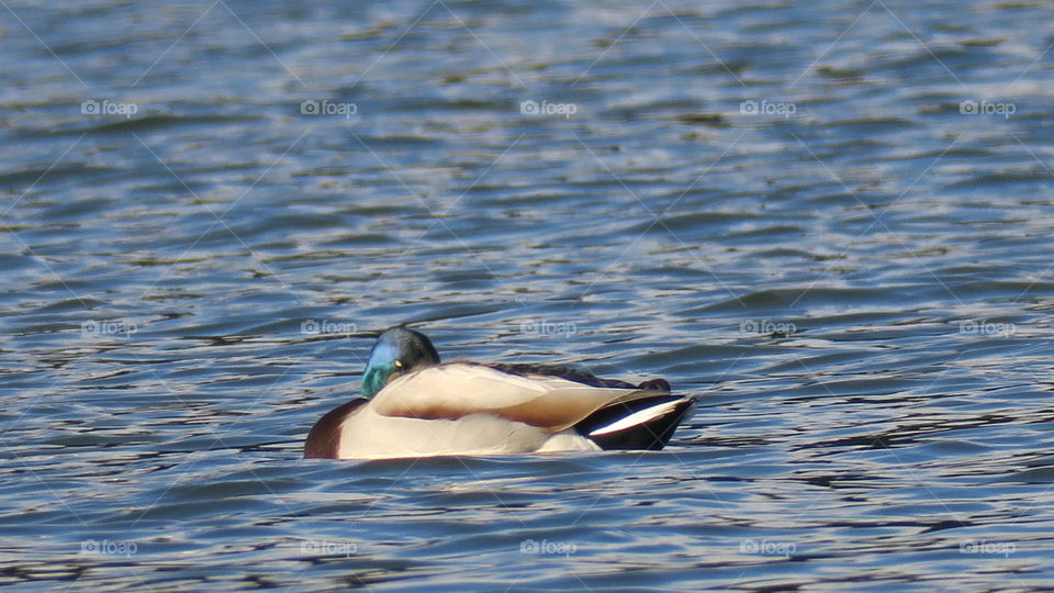 Resting duck