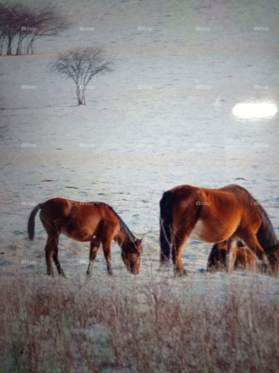 Horses in a Prairie