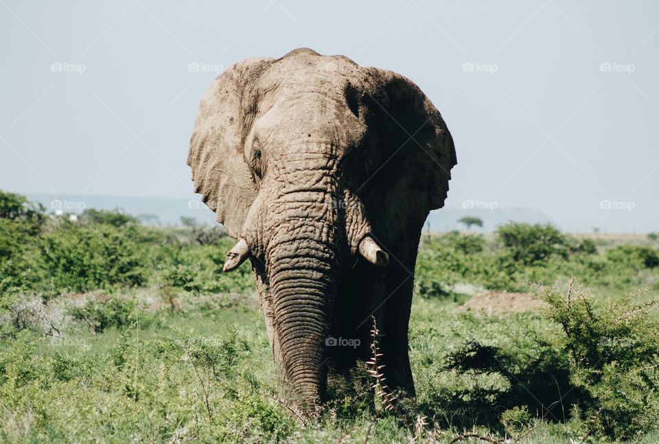 elephant