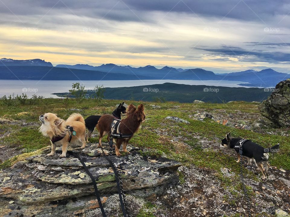 Dogs exploring Norway 