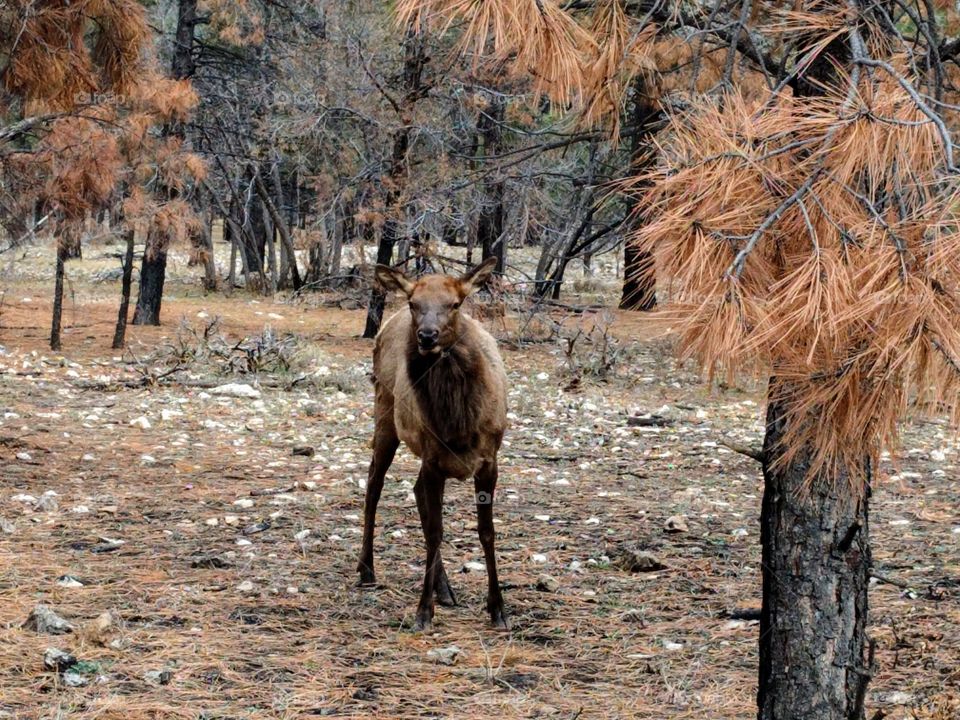 Wild elk roaming near our lodge in Grand Canyon, AZ