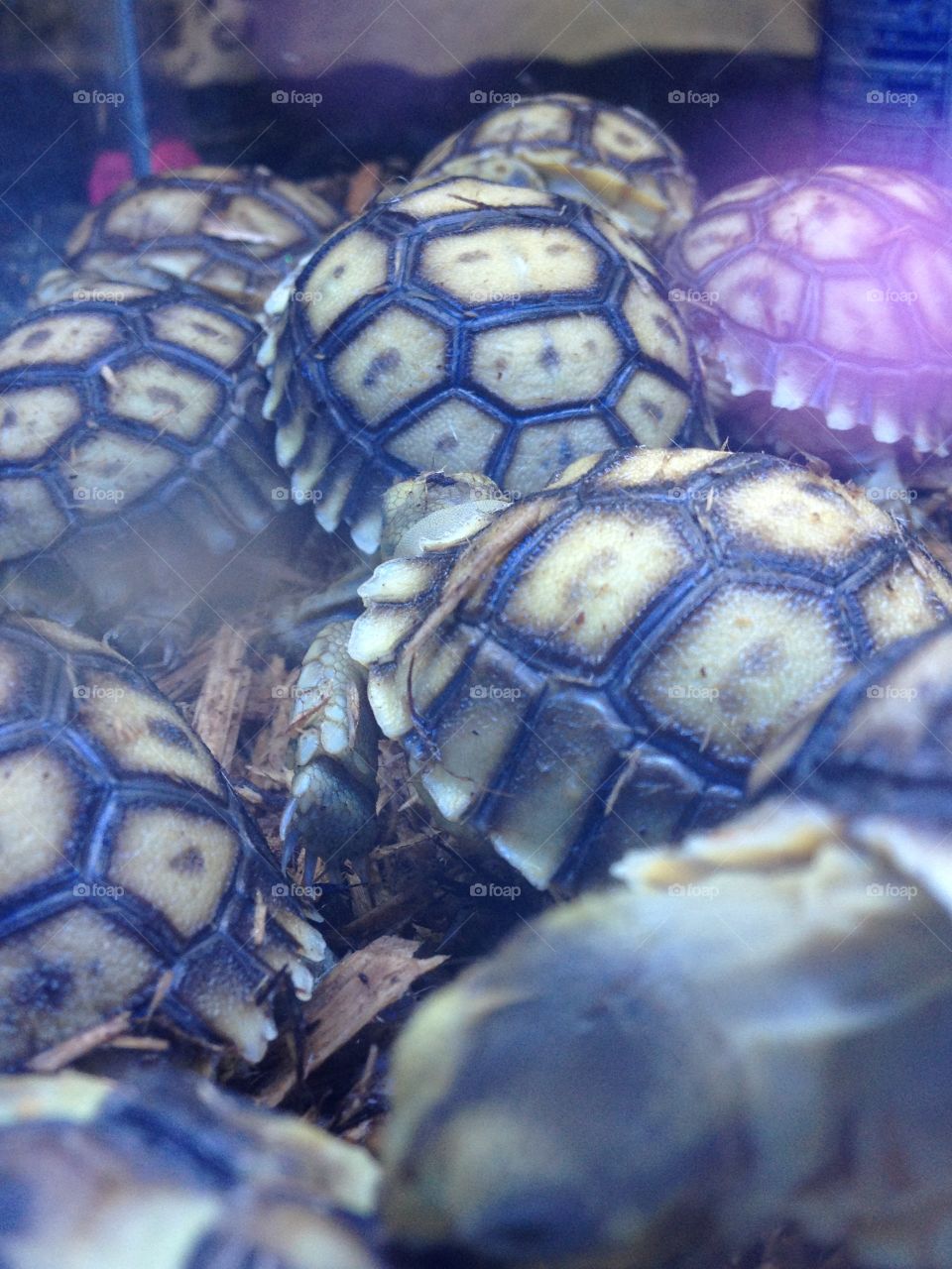 Turtles!🐢