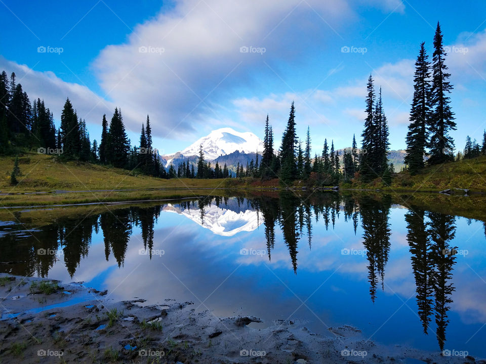 Trees reflecting on lake