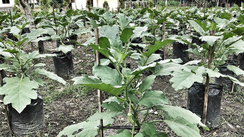 eggfruit grown at polybag