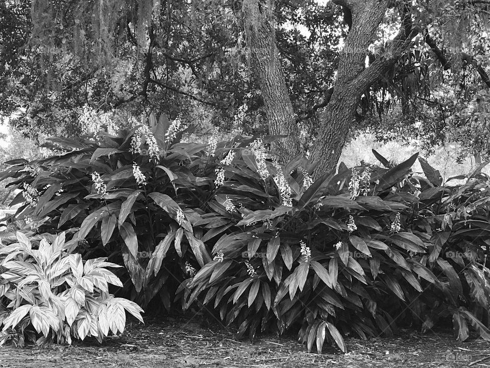 Lovely lush landscape b/w