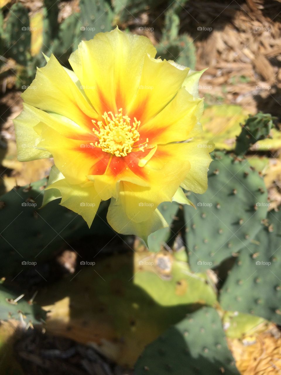 Cacti flower