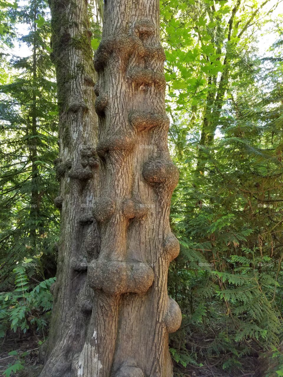 Lumpy Bumpy Tree