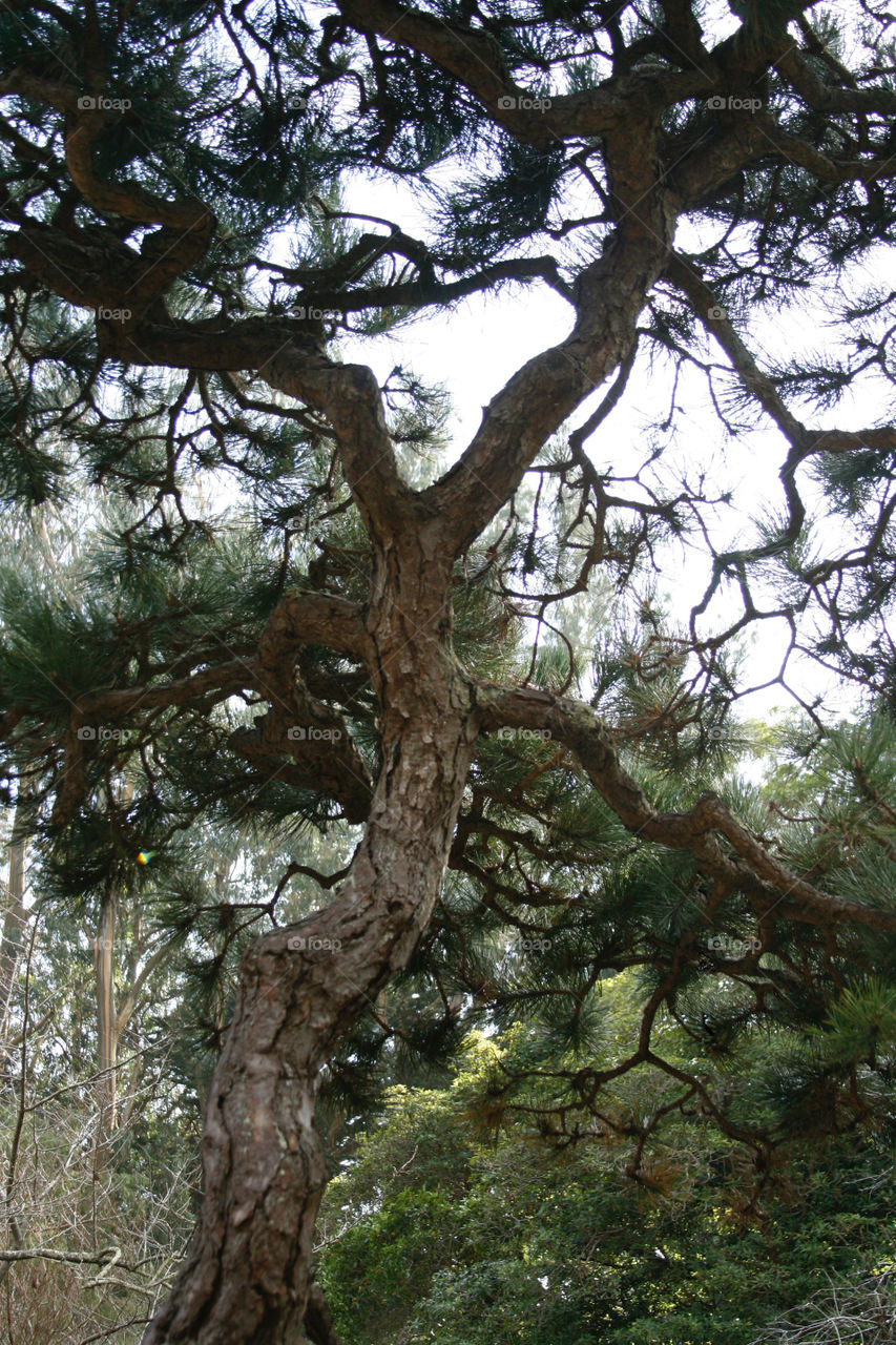 Pine tree 