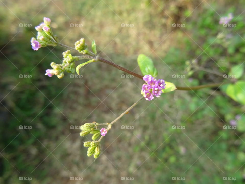 India Puducherry barathi park Violet  color tiny flowers