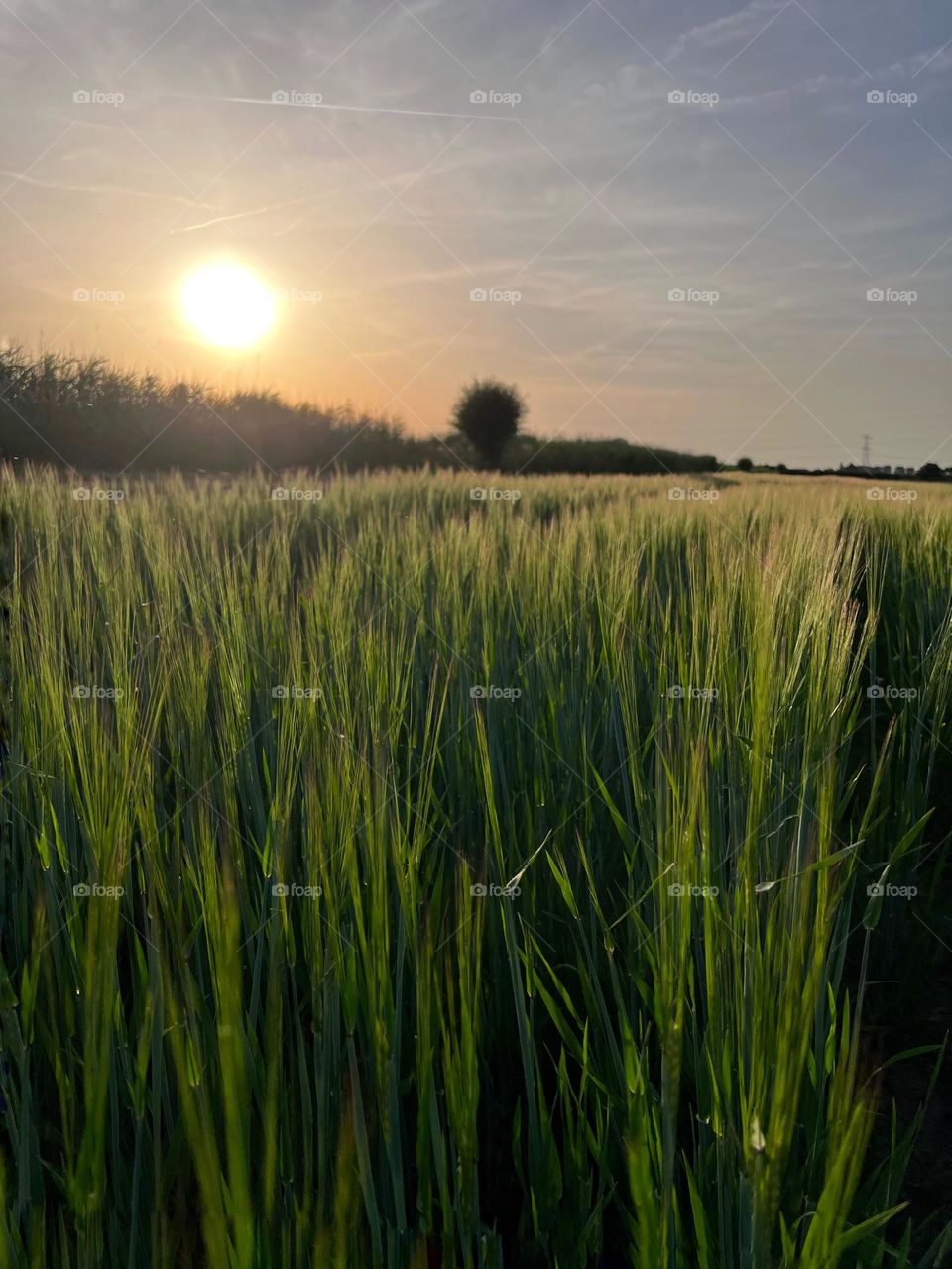 Wheat field