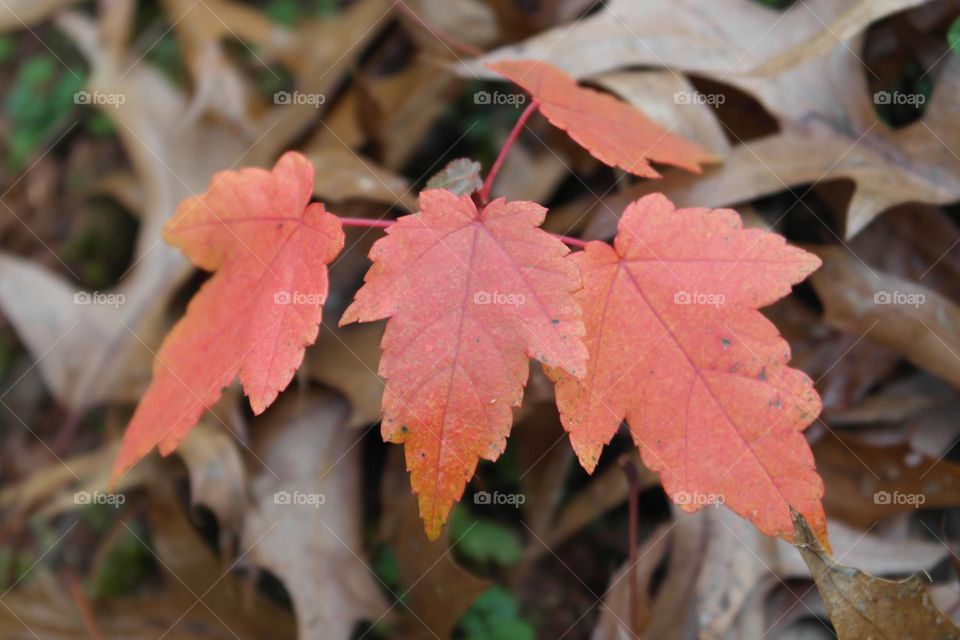 Autumn small tree, mid autumn 