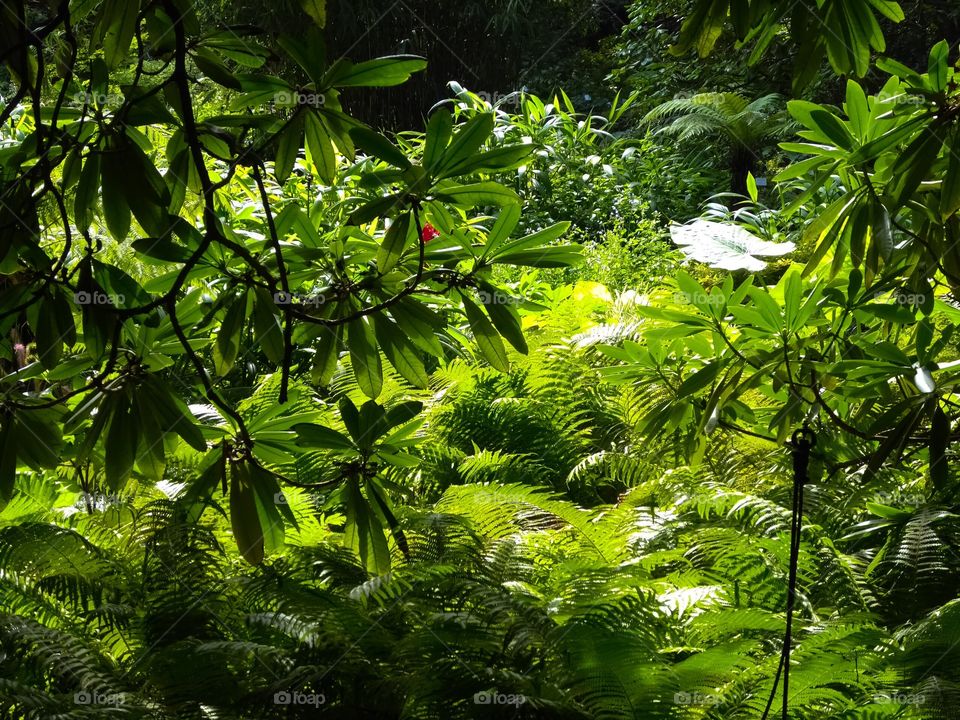 woodland scenery green leaves and plants 