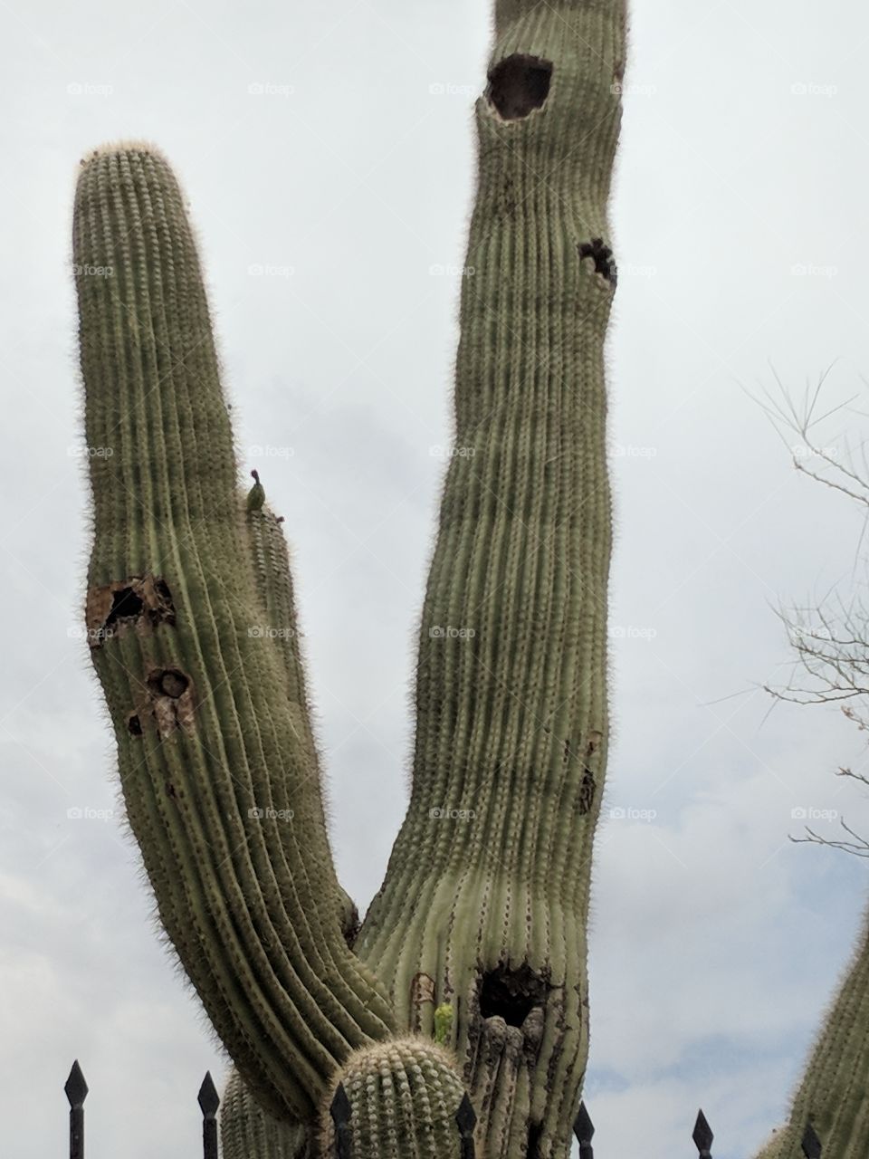 Saguaro cactus with bird nest