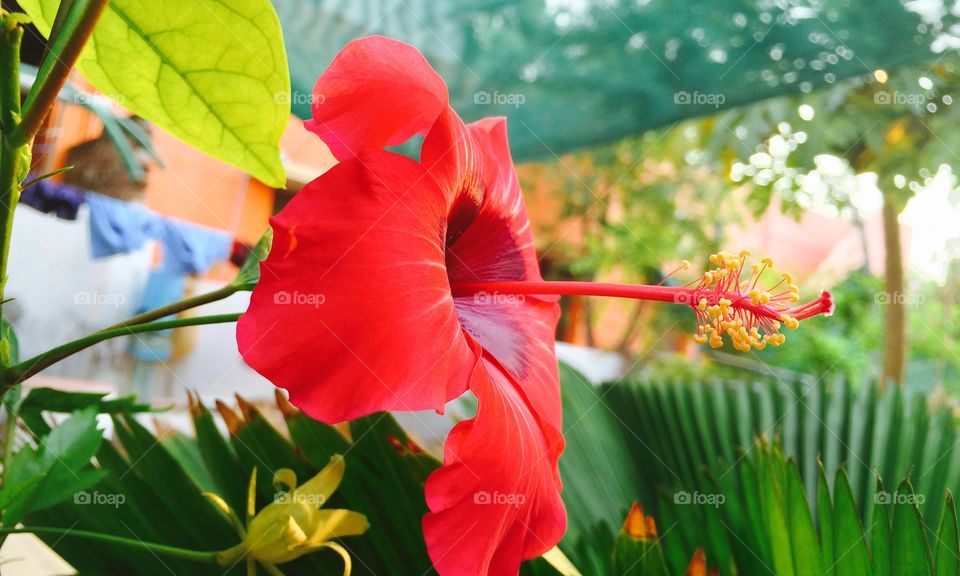 Red HIBISCUS flower. Morning garden flower