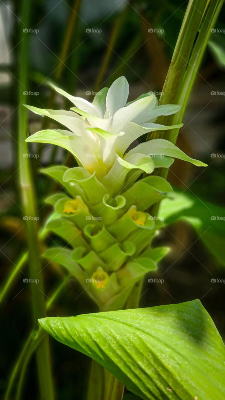 white turmeric flower