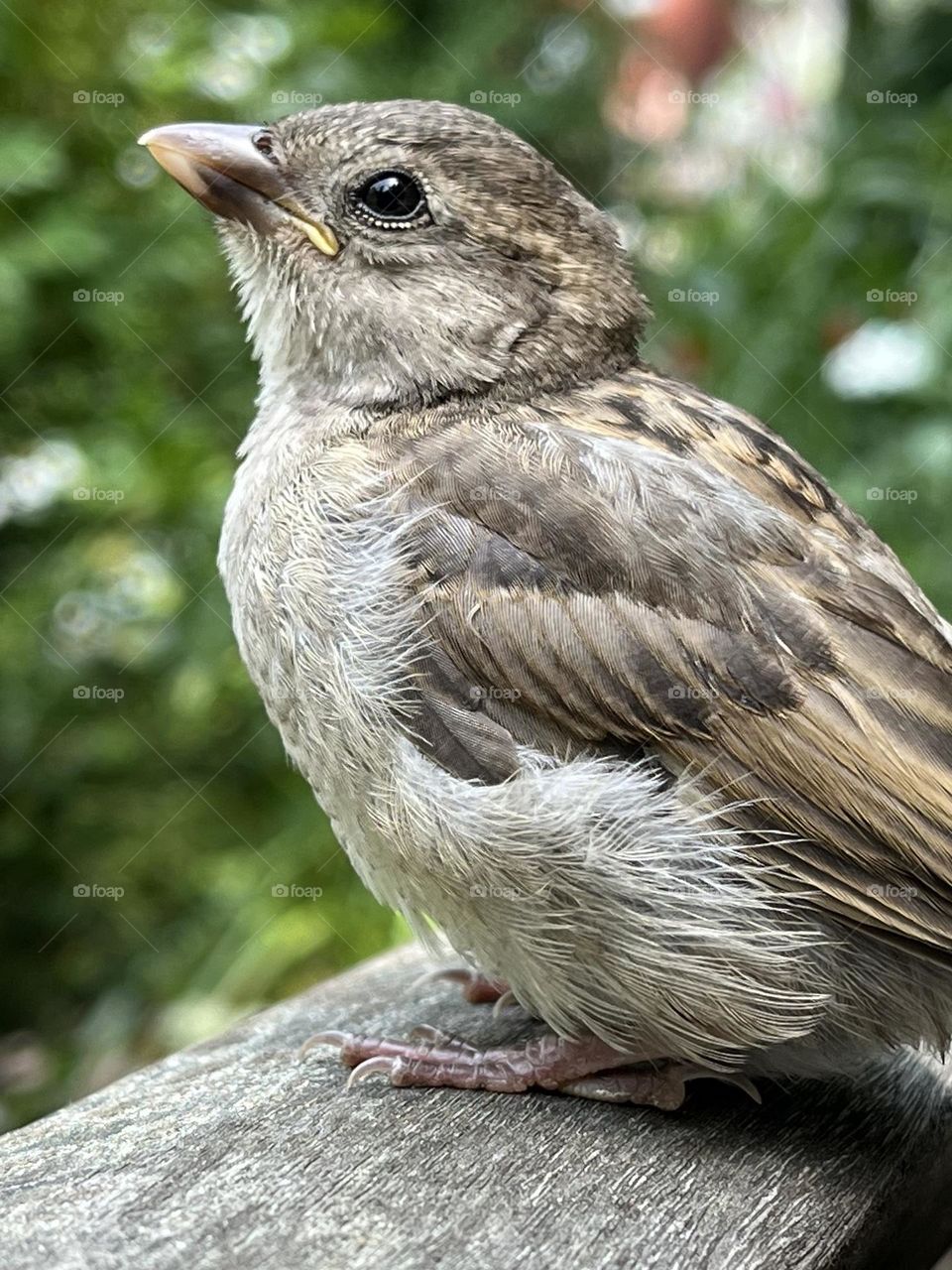 A sparrow on a park bench...