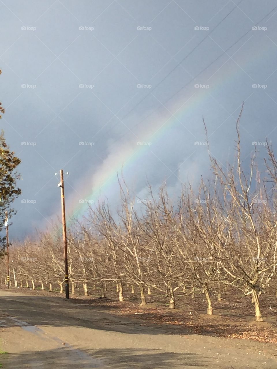 Rainbow landing in a Northern California walnut orchard. 