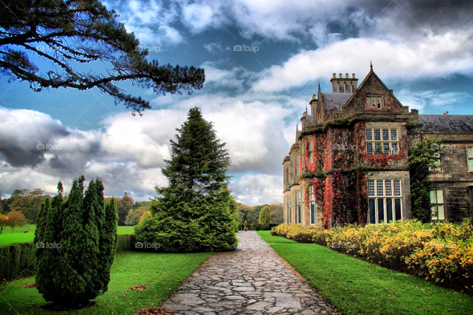 sky garden ireland tree by sergio_from_ireland