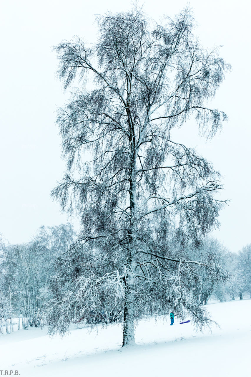 snow covered birch tree in the park