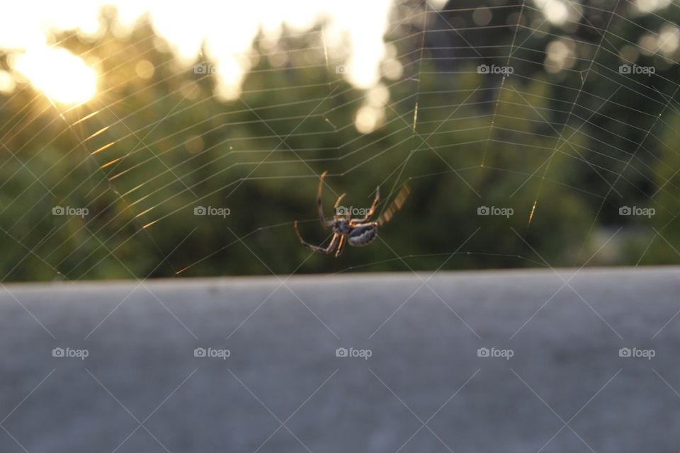 Spider, Insect, Spiderweb, Arachnid, Outdoors