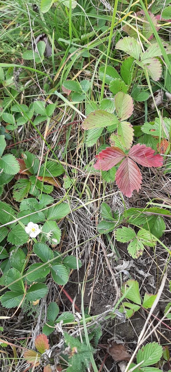 Скоро   холод,  но   земляничка   поспеть   не   успеет.