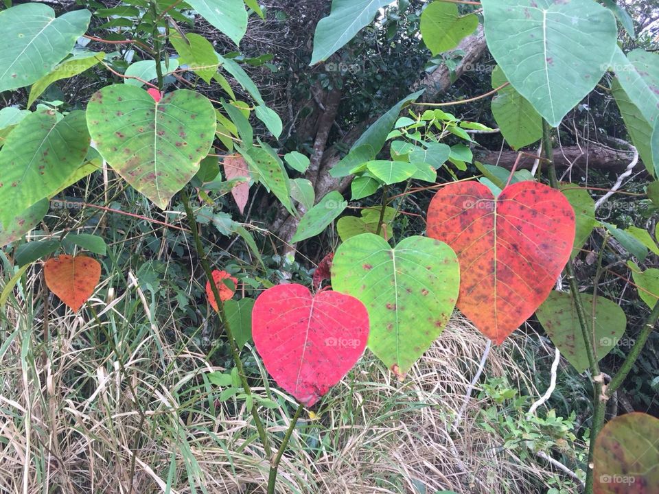 Heart-shaped leaves