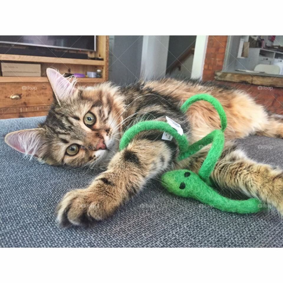 Kitten being silly indoors