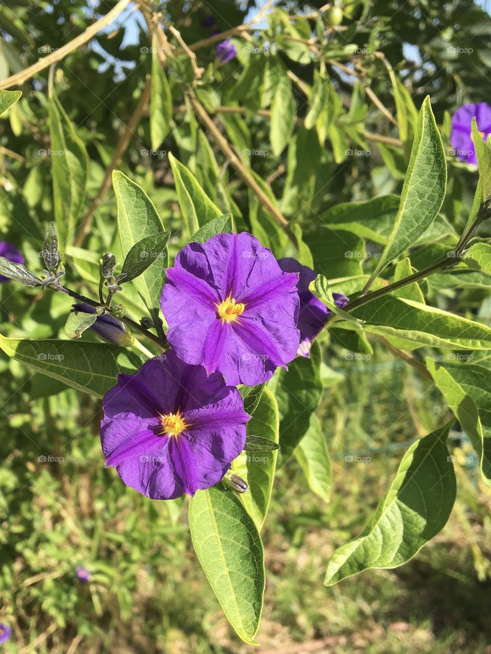Purple and sunny flowers in winter