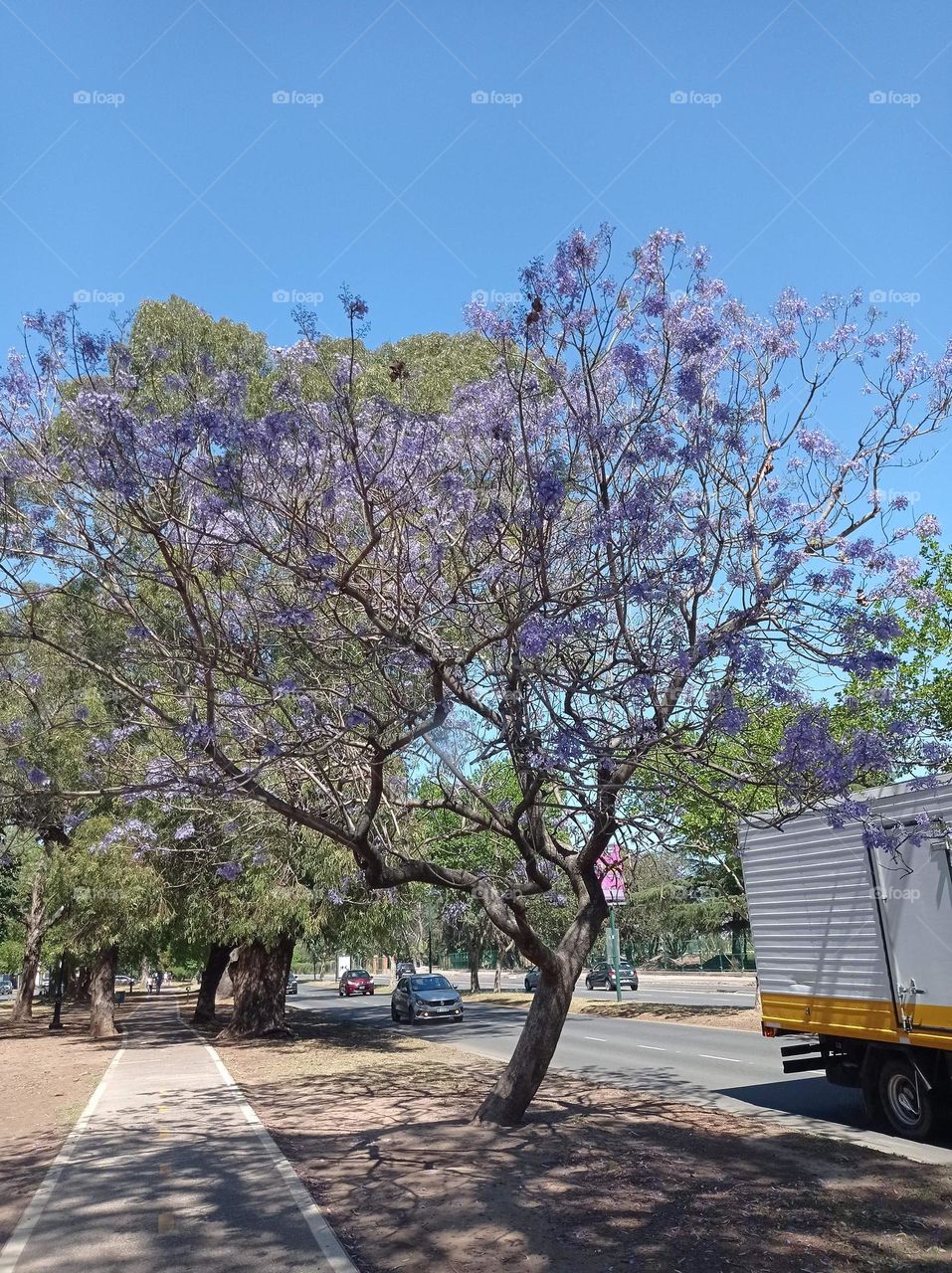 Jacaranda