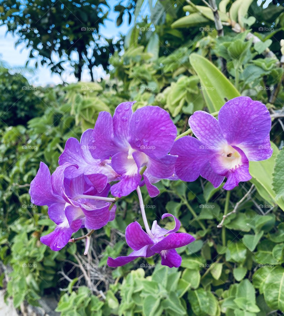 Purple Orchid Hawai’i 