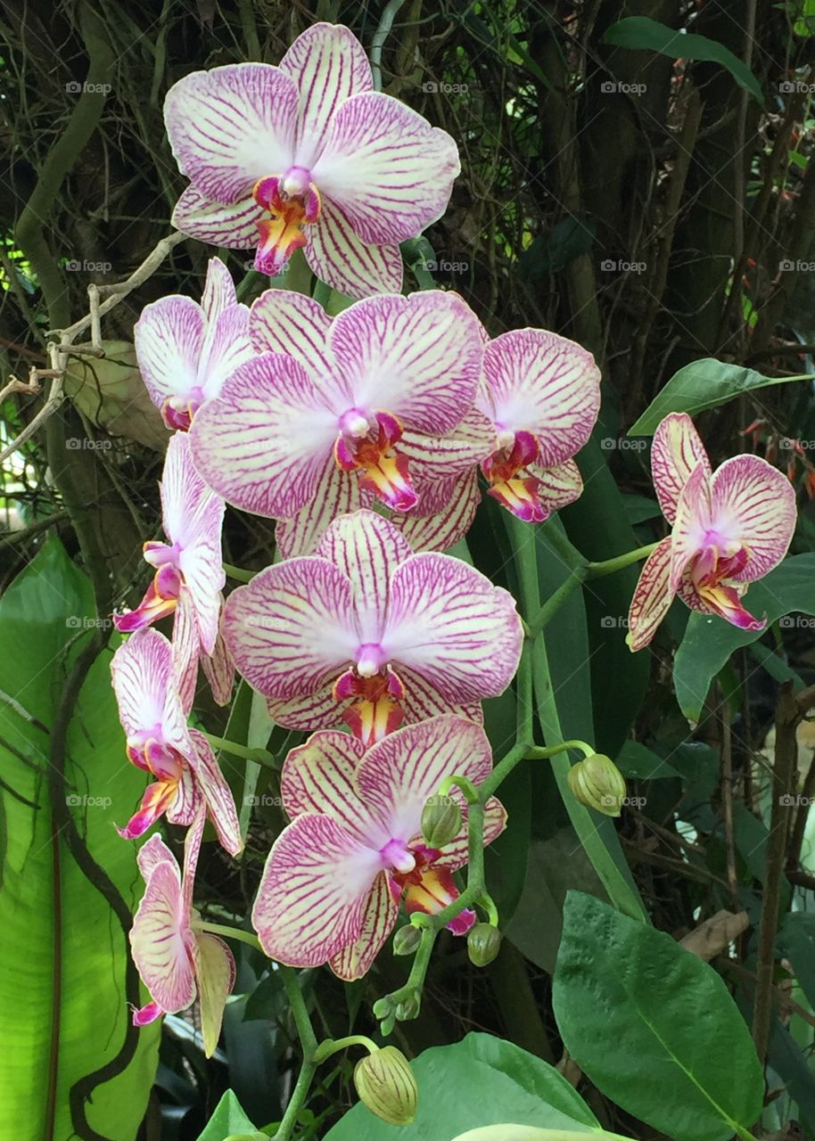 Orchid