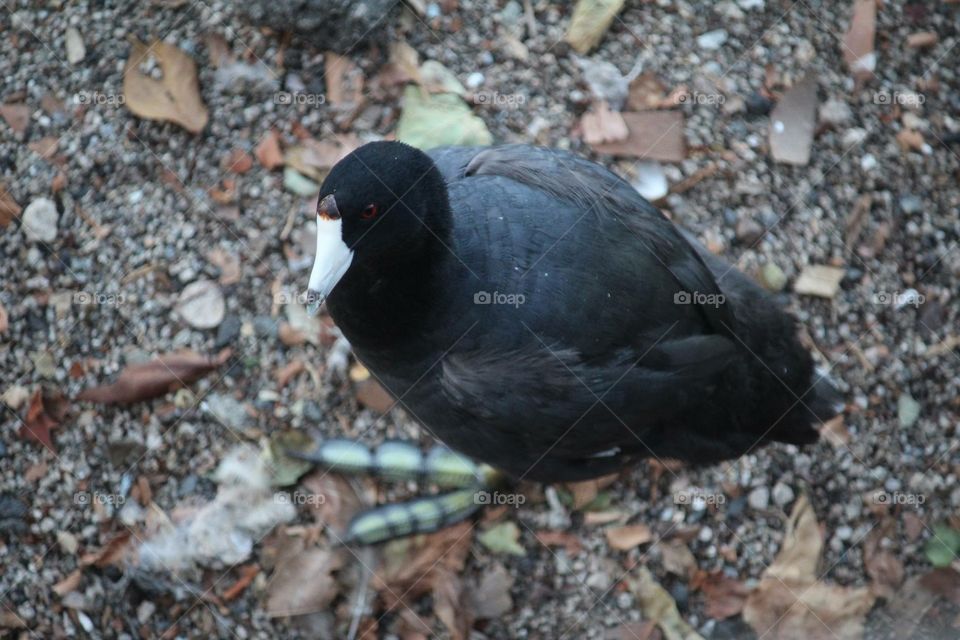 American coot