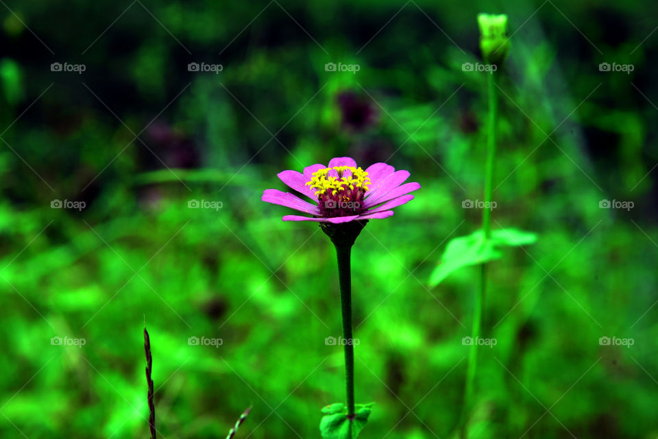 the flower is so nice