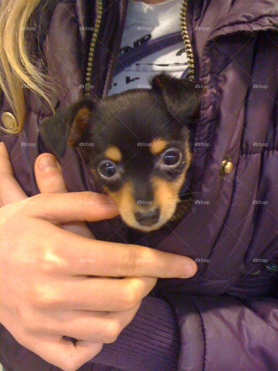 Chihuahua puppy. Isn't she adorable? 