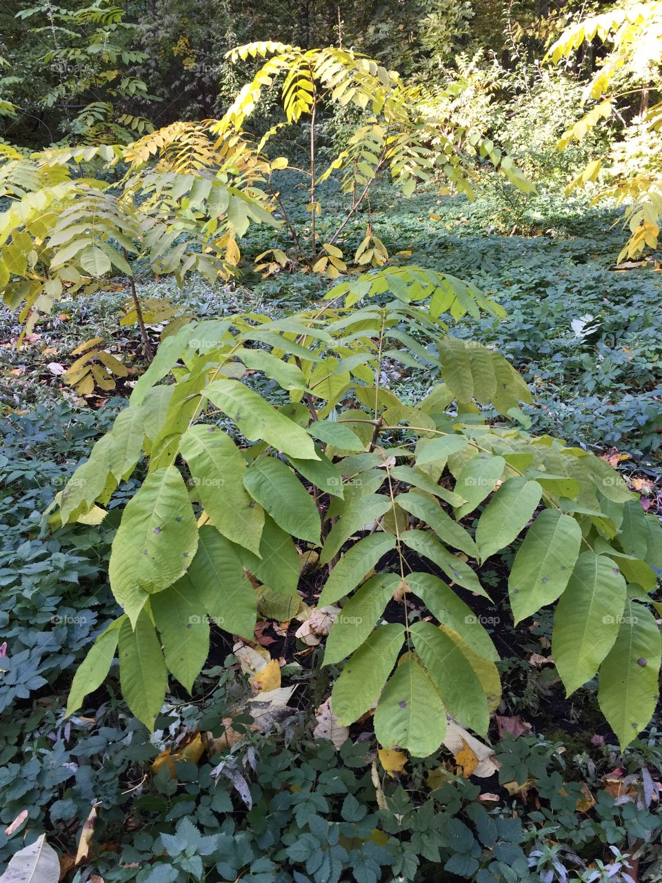 young shoots of walnut