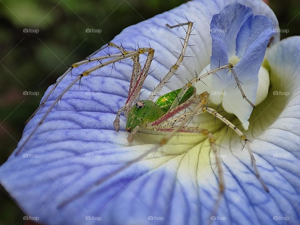 Spider on a violet flower