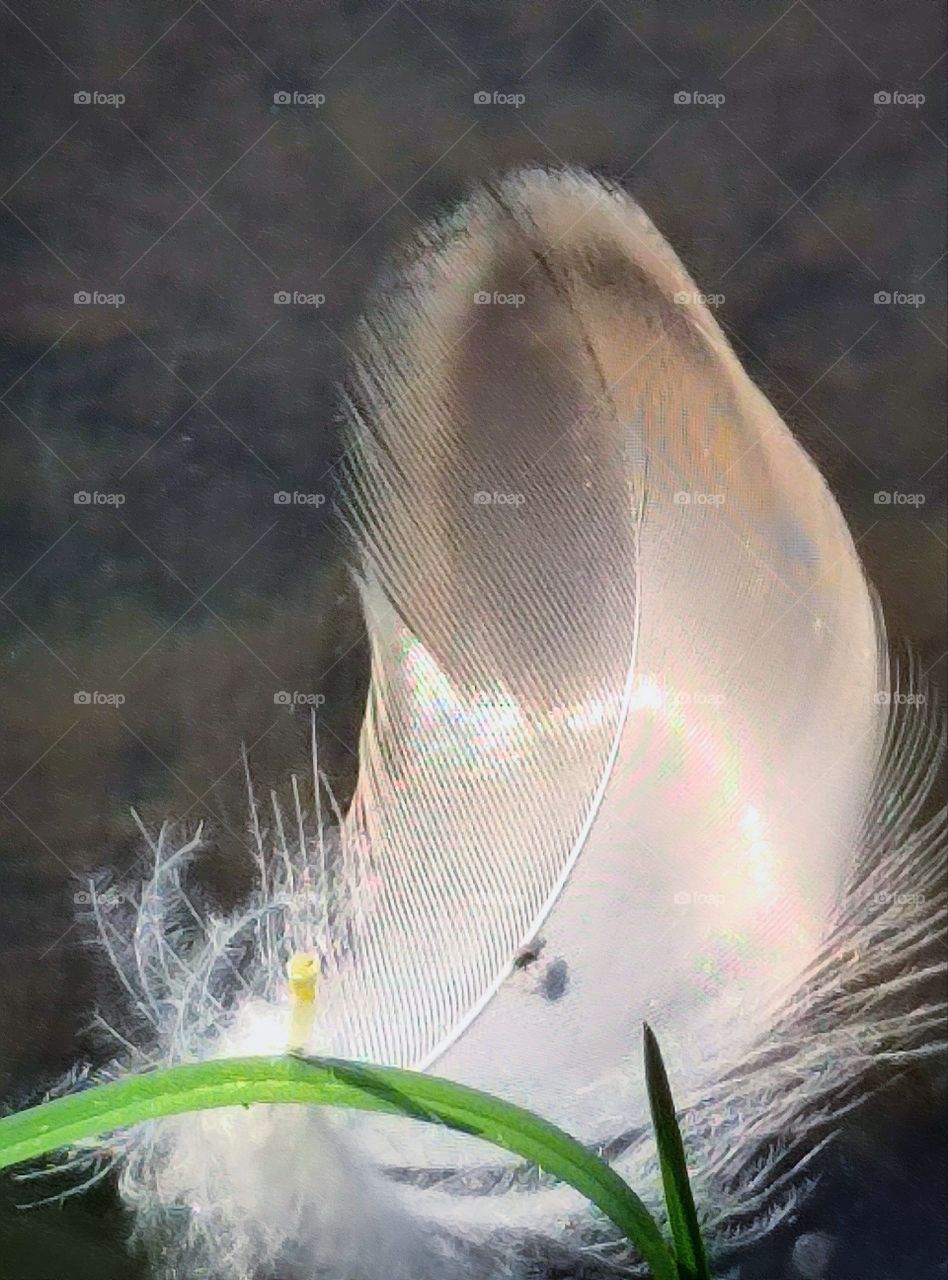 duck feather in the water near the shore. the feather caught on the grass. glare on the feather surface of the  from water and sun