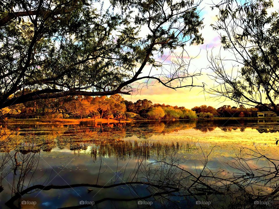 Lakeside forest 