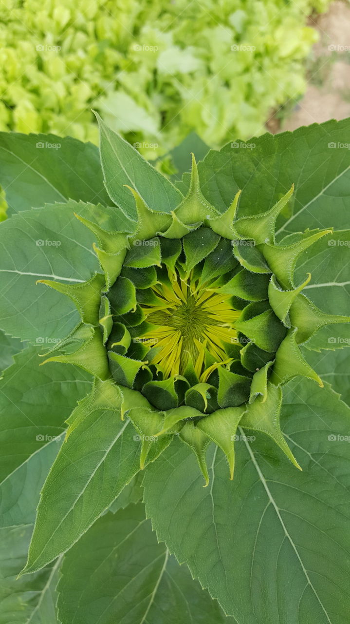 sunflower seed leaf
