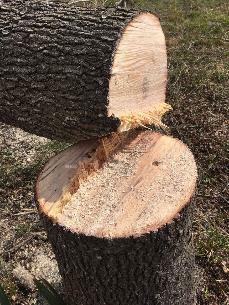 Tree cut