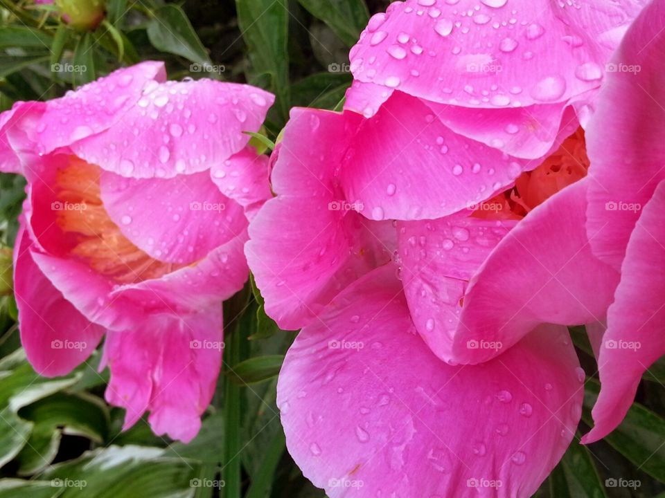 Japanese Peonies