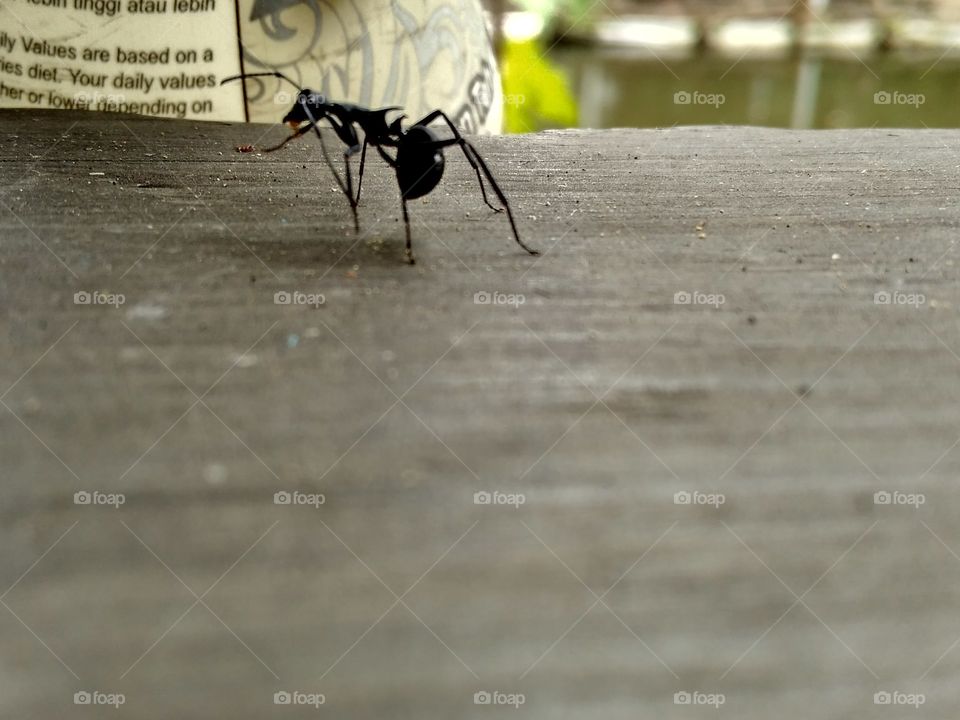 when want to photograph an ant should be fast